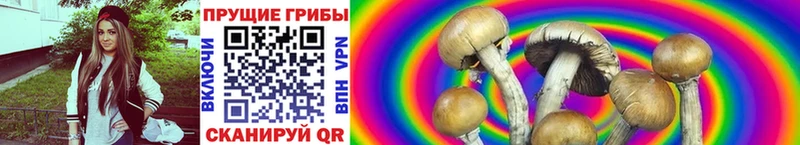 Псилоцибиновые грибы MAGIC MUSHROOMS  Бобров 